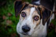 Saba beagle do adopcji. Pokochaj ją!