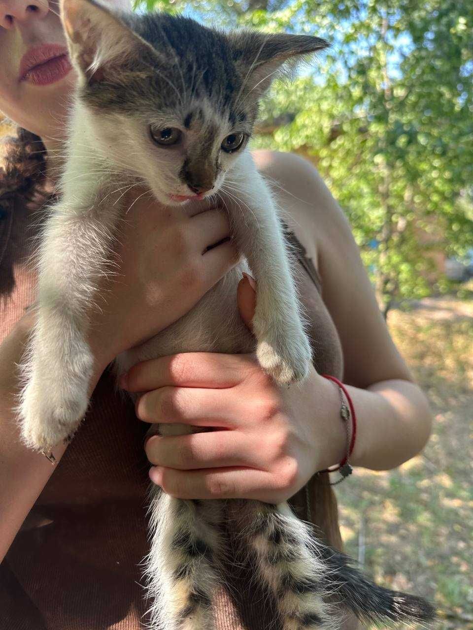 Кошеня хлопчики десь 2х 3х місячні