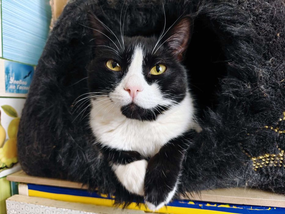 Маюша чекає на людину, якій подарує любов! кішка 1рік кошка кіт кошеня