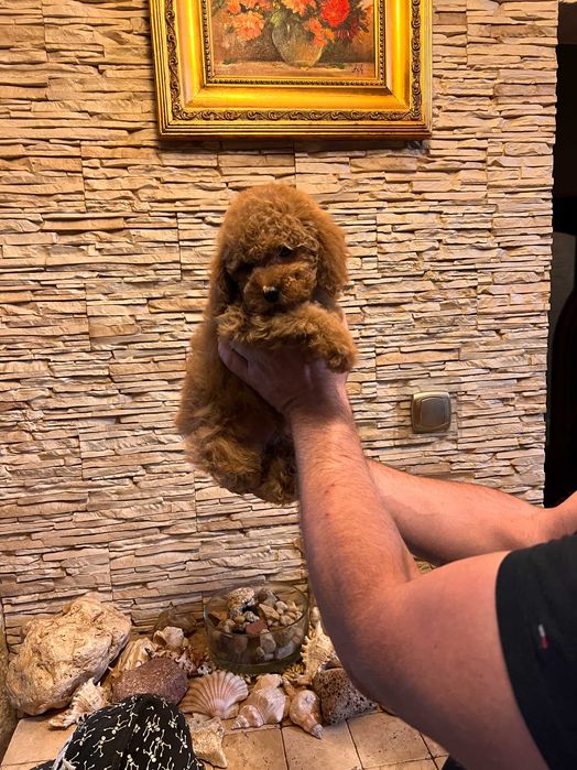 Pudelek ,pudelki , pudle toy samczyk