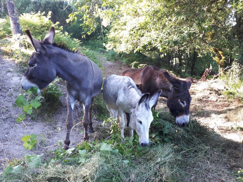 3 burros amigos dóceis