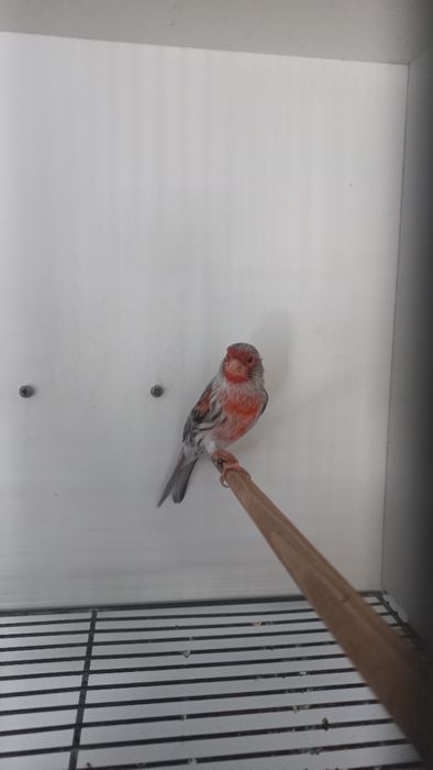 Canários Ágatas vermelho mosaico e Ágata opala vermelho mosaico
