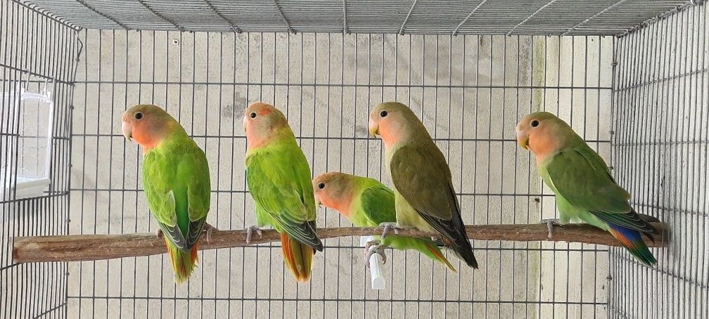Agapornis Roseicollis