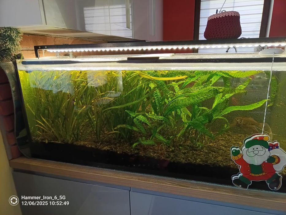 Akwarium 300l filter tetra tec 1200