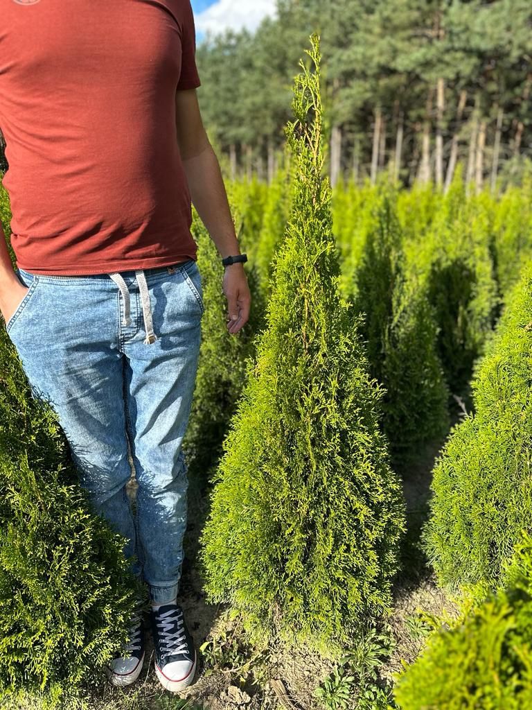 Tuja Thuja Szmaragd