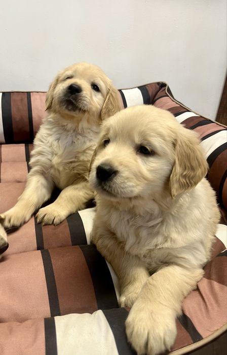 Szczenię Suczka Golden Retriever GOTOWA DO ODBIORU