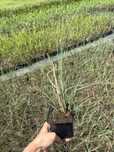 Miskant Gracillimus
