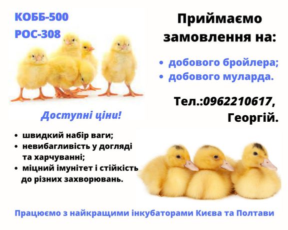 Добовий бройлер КОББ-500, РОС-308, мулард