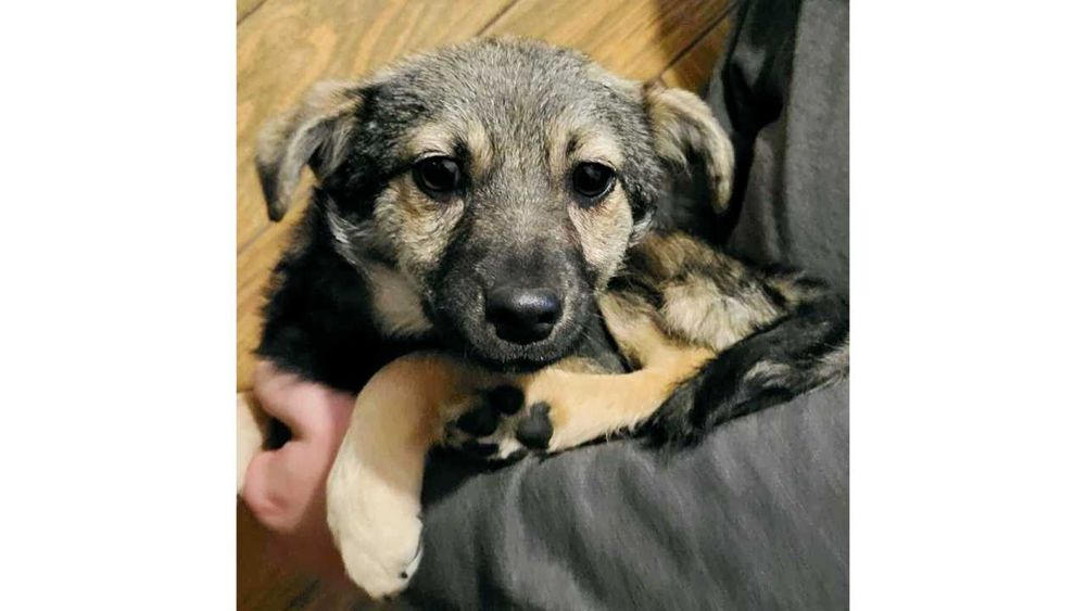 3mies.WESOŁY, przytulaśny piesek -będzie ŚREDNI