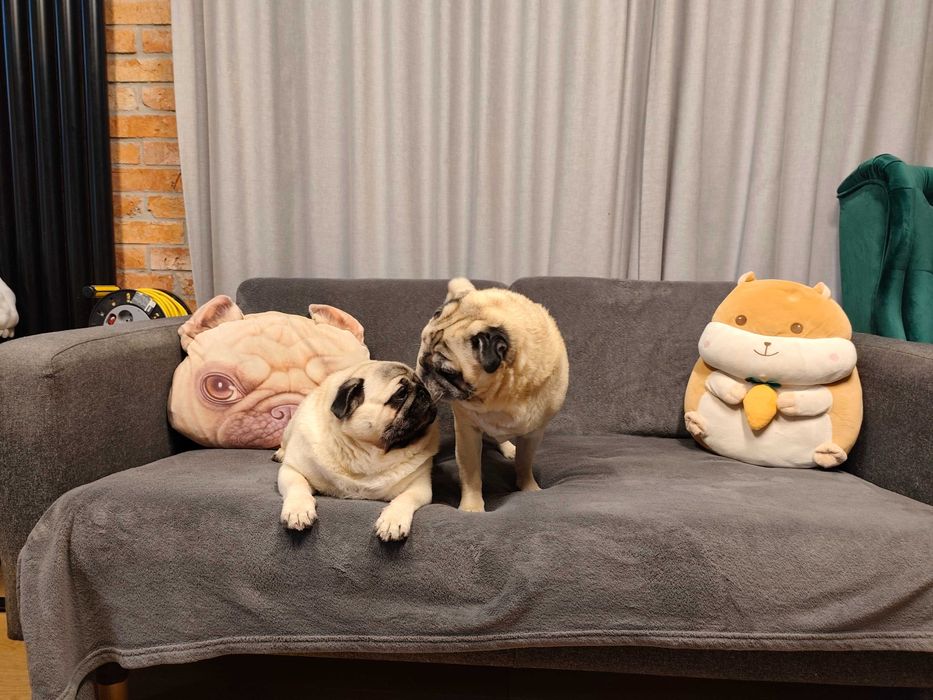 Sprzedam kanapy z historią, użytkowane przez mopsy - Alberta i Bazyla!