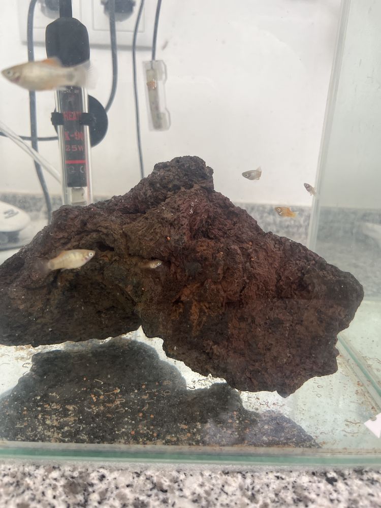 Platy juvenis variados