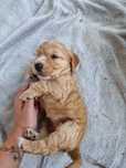 Cocker Spaniel Angielski - szuka swojego domu ( Nala )