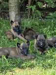 Owczarek Belgijski Malinois FCI