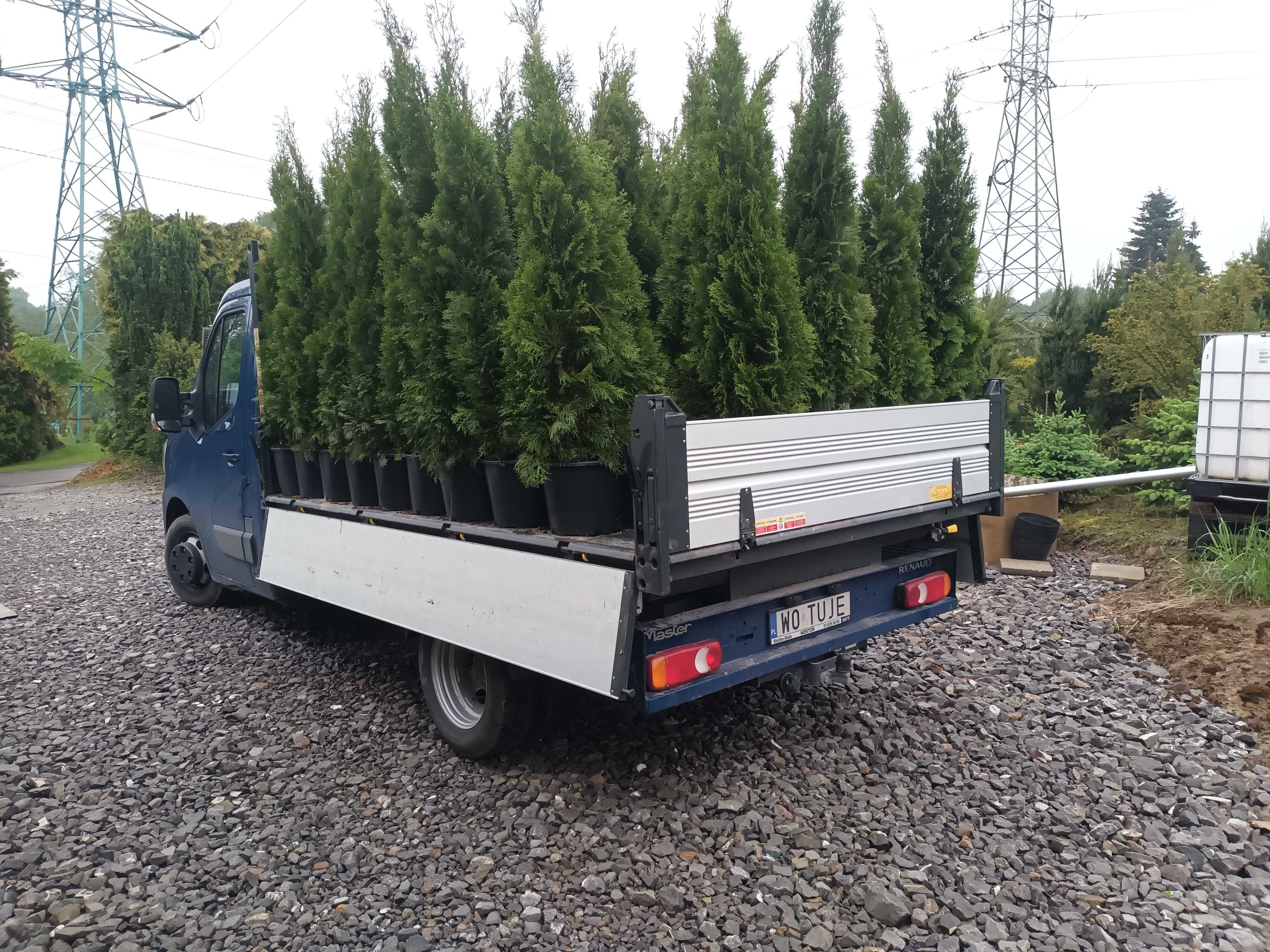 tuja szmaragd thuja smaragd UWAGA 1,5-1,7m-30zł slask dowozimy sadzimy