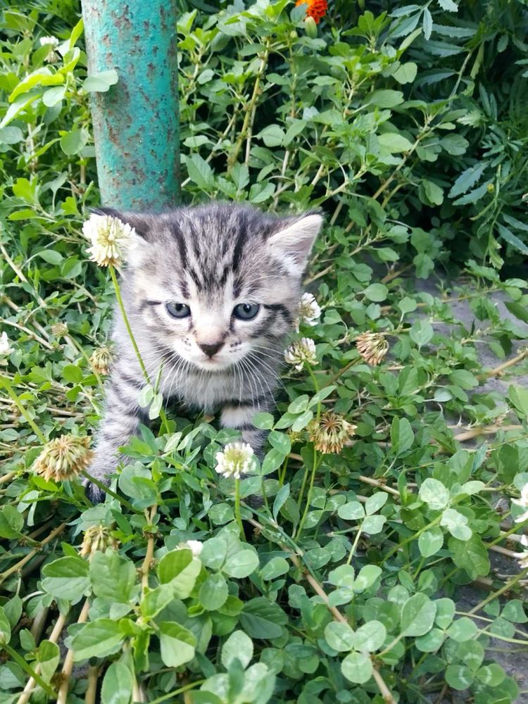 Кошеня/дівчинка/1,5місяців/нестерилізована