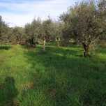 Oliveiras centenárias para jardins