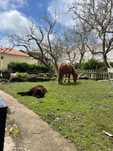 Hotel & Camping Park Cães & Cia.