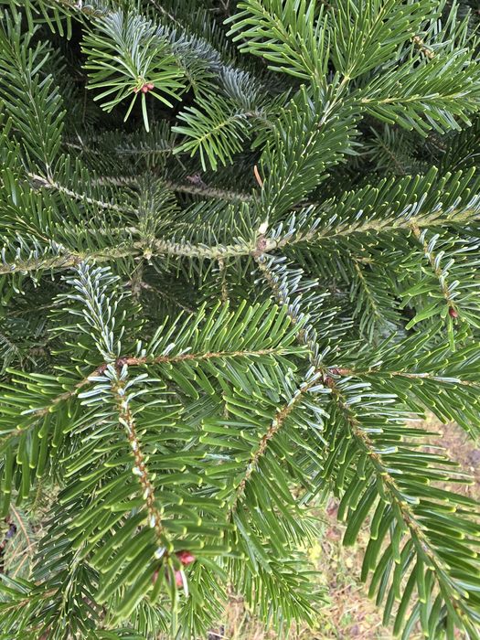 Ялинка жива (Ялиця)