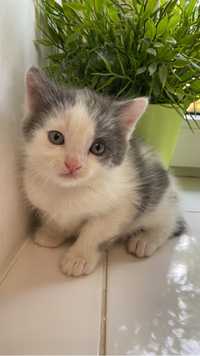Кошеня біло-сіре 2 міс котик хлопчик