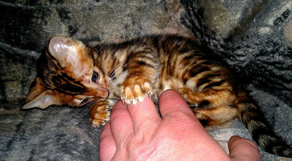 Торг є! Бенгальський хлопчик в золотому BENn24