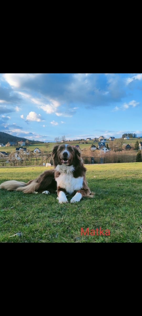 Border collie szczenię