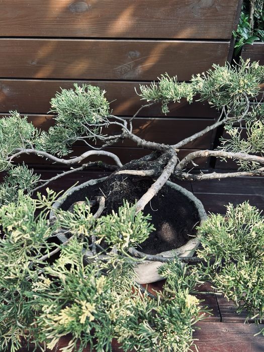 Bonsai z jałowca w ręcznie wykonanej betonowej donicy