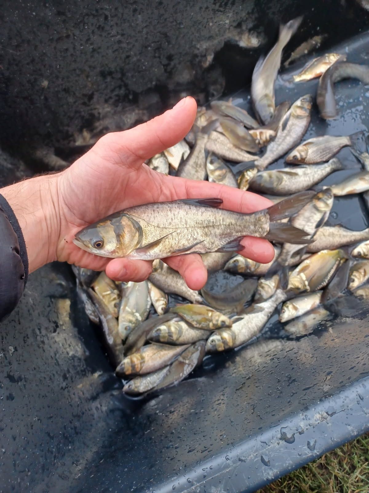 Tołpyga 15-19cm, karp, Lin, Amur
