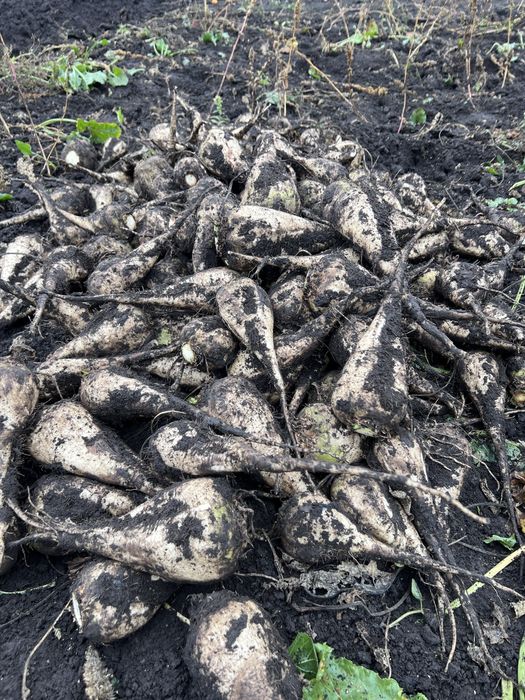 Продаємо цукрові буряки