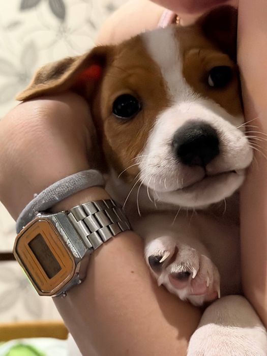 Джек рассел терʼєр