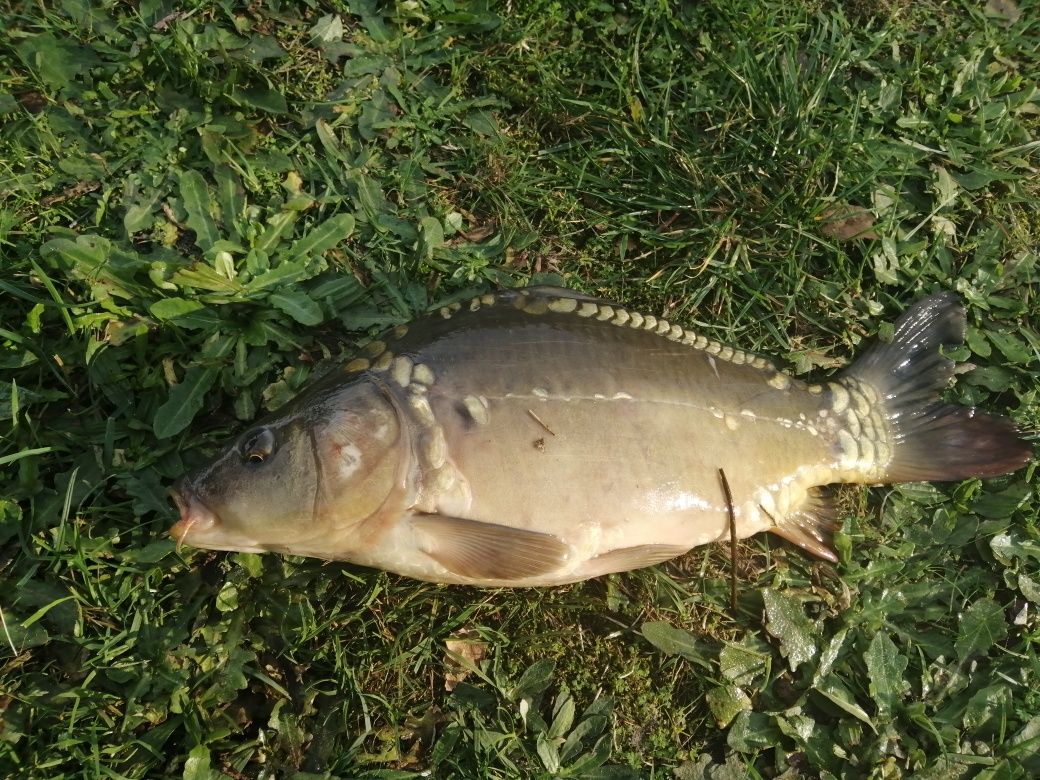 Łowisko komercyjne staw