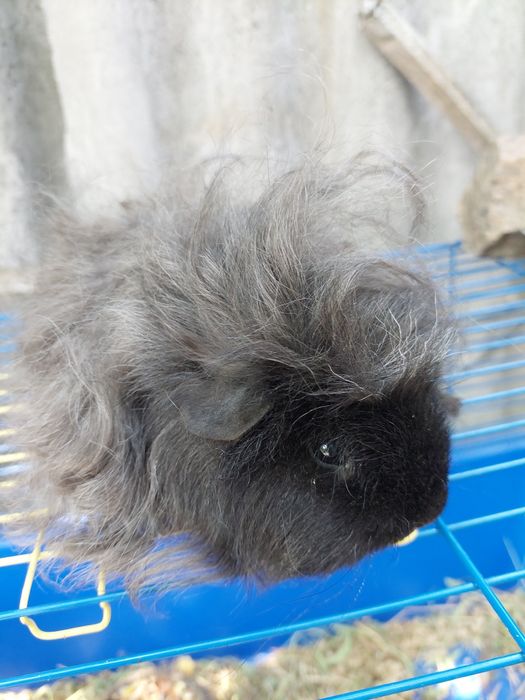 Продам красивых маленьких морских свинок! Породы "Тексель"