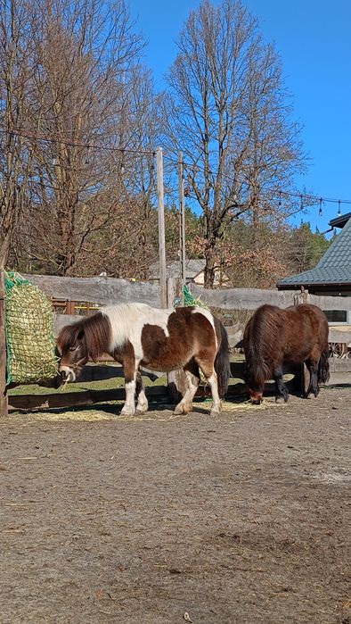 Sprzedam klacz kucyka