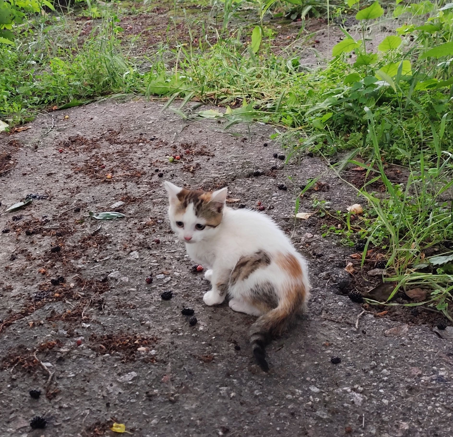 Віддам кошенят 2 міс дівчинка хлопчик котик
