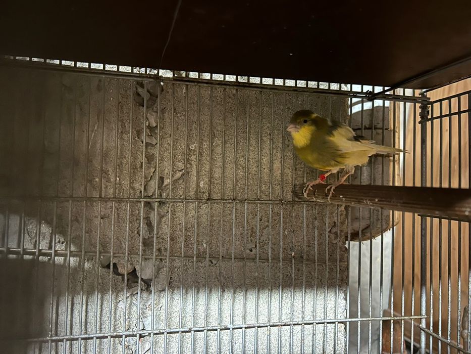 Canários para Venda