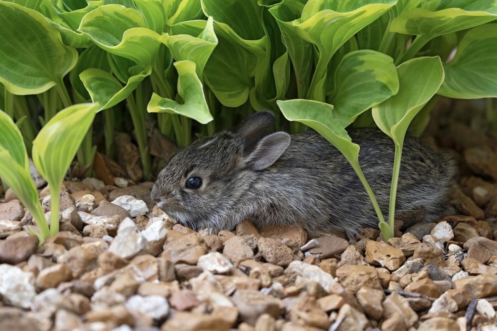 Funkia Hosta 'So Sweet' W DONICZCE 2.0L Kremowo białe brzegi