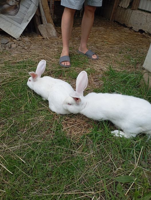 Кролики . Каліфорнія , термонці , полтавське  срібло . Різного віку ,.