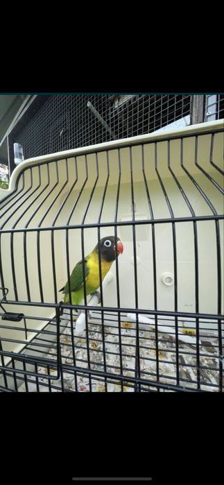 Agapornis personatas