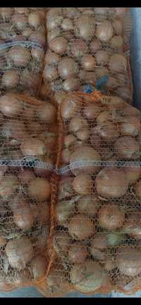 20 kg cebuli w łusce.