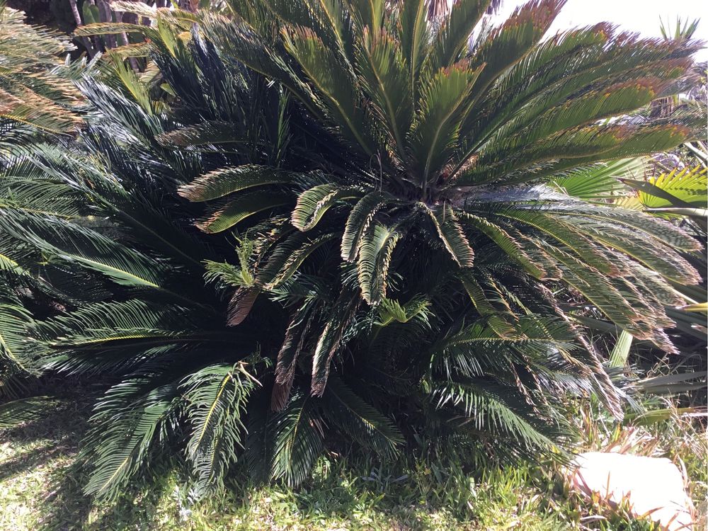 As lindas CYCAS Revolutas para o Seu jardim.
