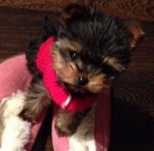 Yorkshire terrier