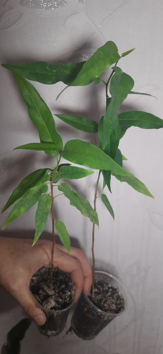 Фікус Кордата колекційний