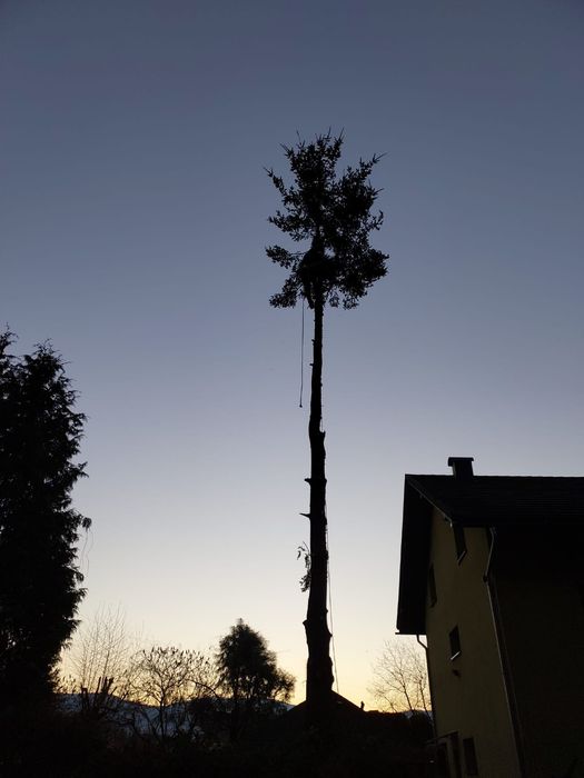 wycinka pielęgnacja drzew alpinistycznie regulacja tuii rębak