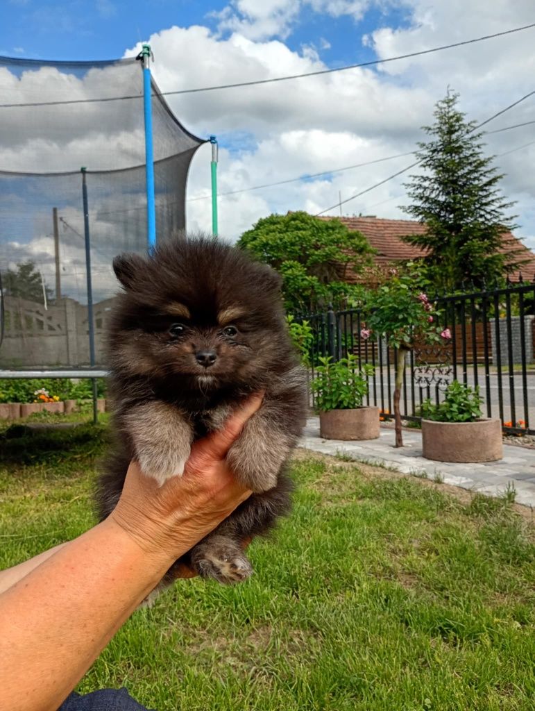 Szpic miniaturowy pomeranian chłopak