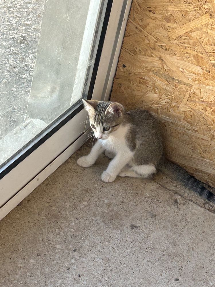 Gatinhos pra adoçao