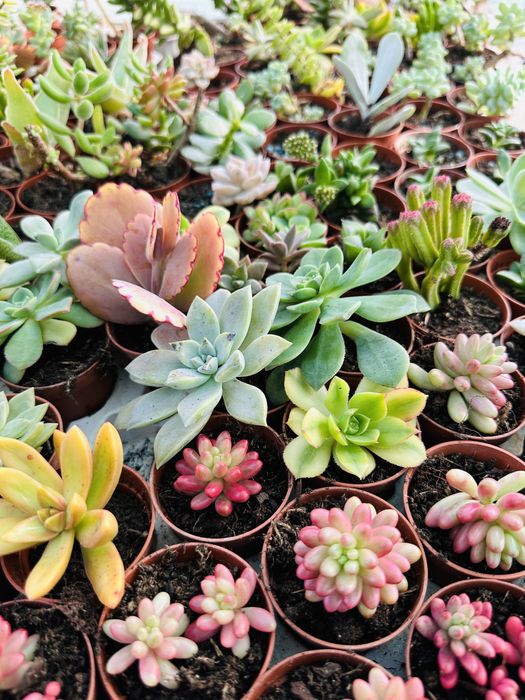 50 suculentas várias cores e formatos