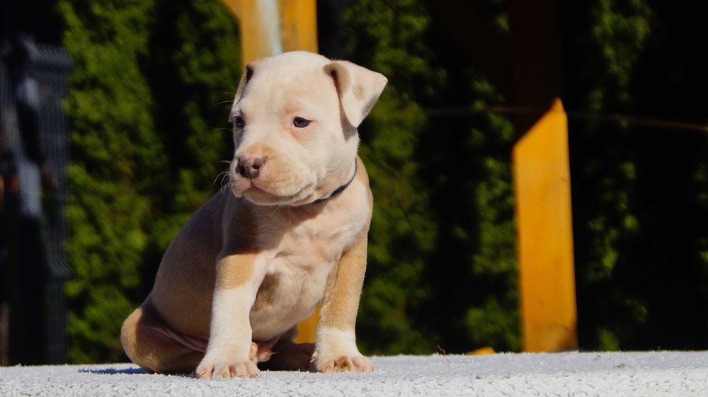 Lolek , białogłowy samiec Amstaff z rodowodem, szczeniak