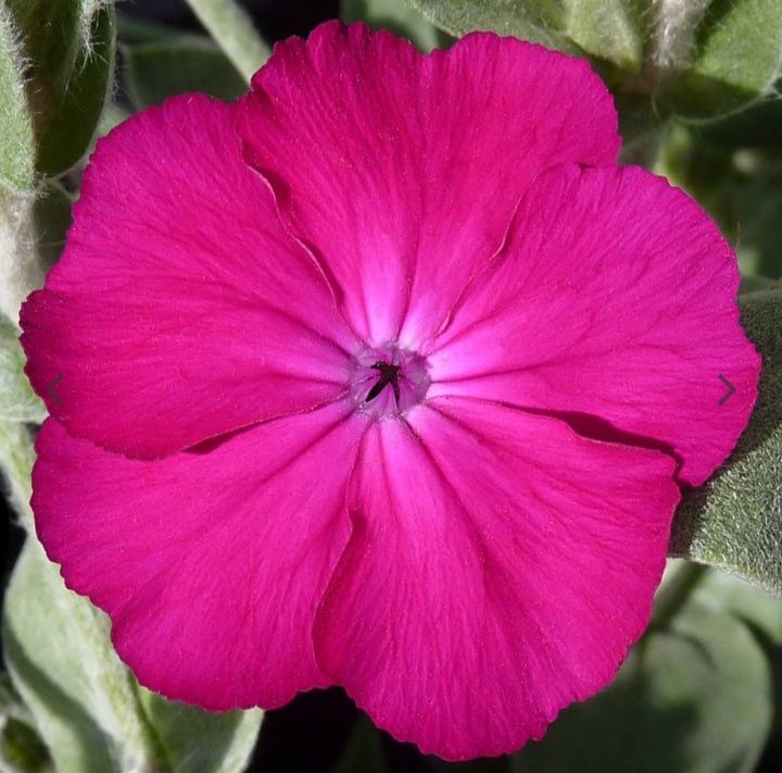 Firletka sadzonka.