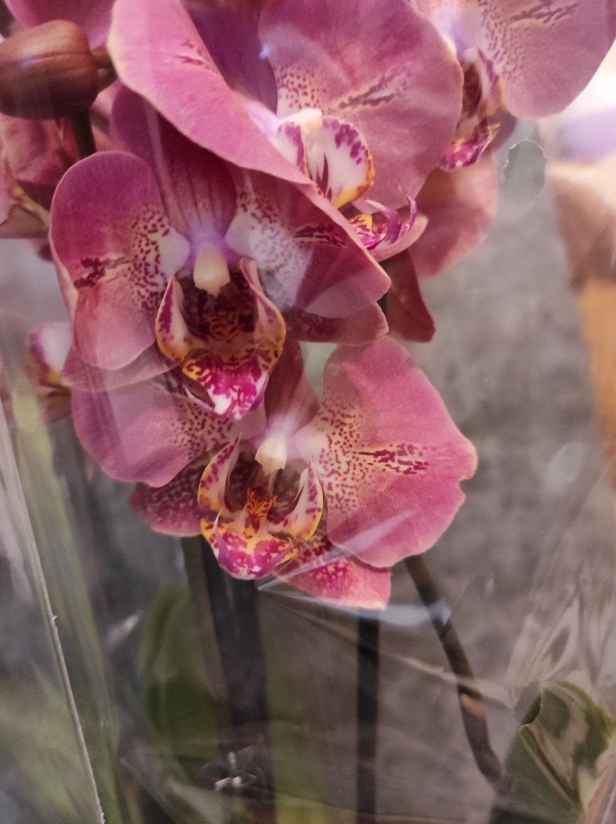 Орхидея,   уценка, на подарунок