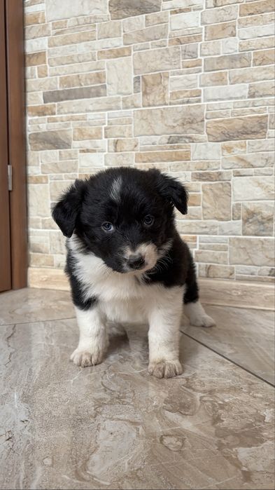 Suczka Border Collie