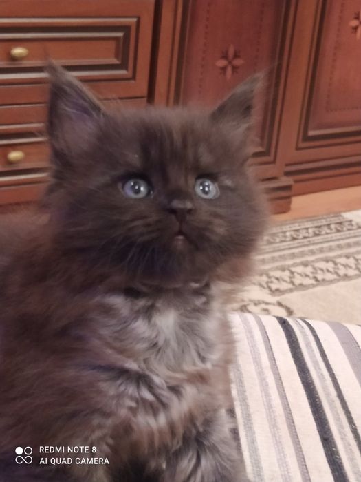 Гарненький двохмісячниймейн кунчик